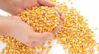 Conab realiza compras de sementes de agricultores familiares em Goiás